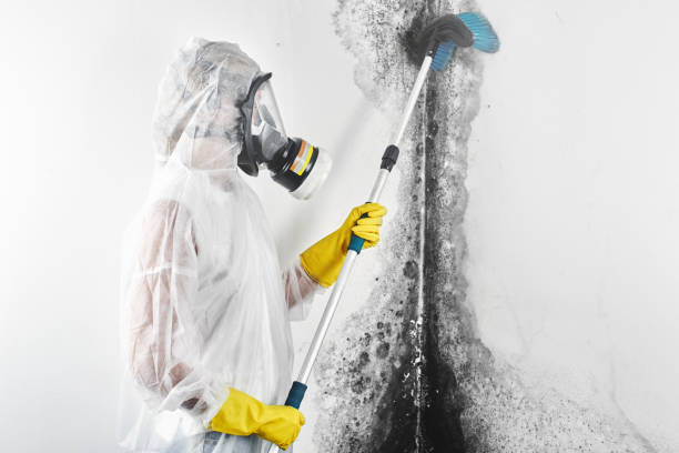 Reliable Chalmette, LA Mold Removal Solutions